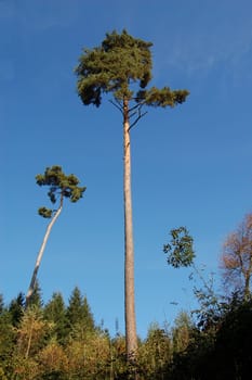 Can anyone tell me what this tree is called in german ?  Thank you.