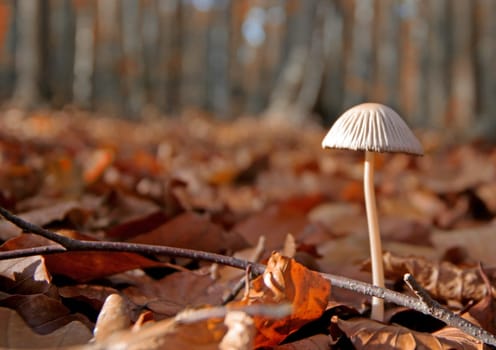 in autumn