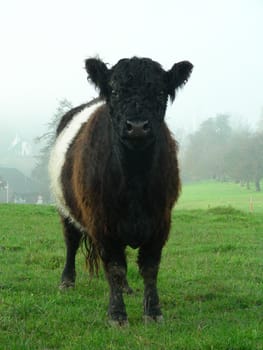 The Galloway cattle have a white middle section that looks as if the animal is wearing a belt.