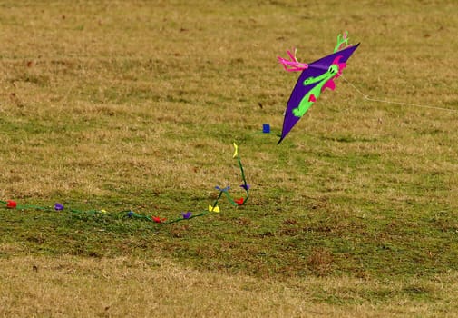 Kite