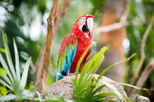 Parrot