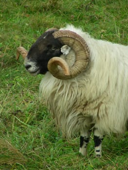 Ram