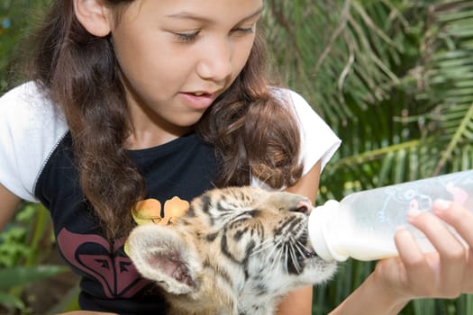 Tiger cub