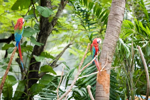 Parrots in trees