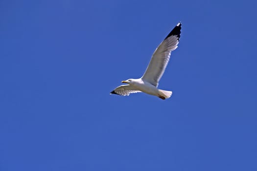 Gull,Larus argentatus (aerial image)