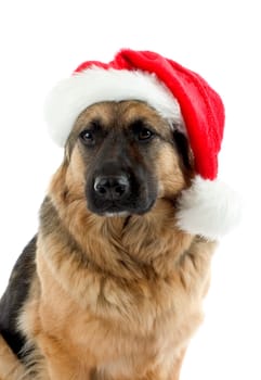 Christmas Dog