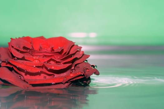 Reflection of roses