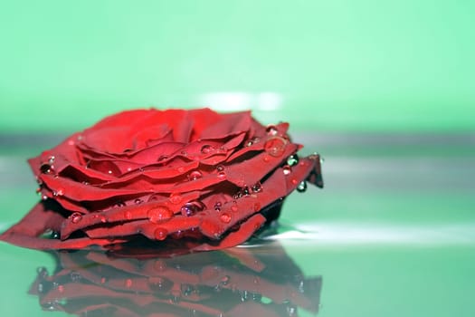 Reflection of roses