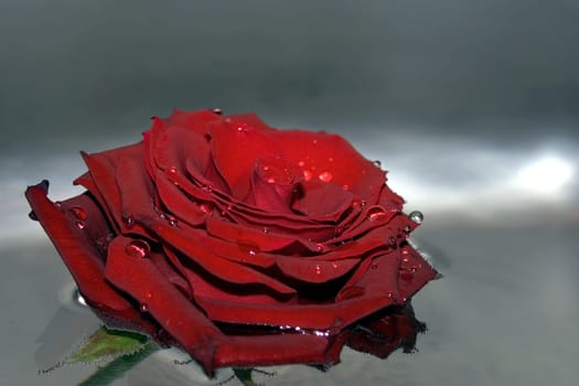Reflection of roses