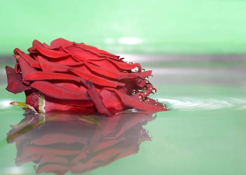 Reflection of roses