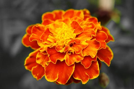 Fire Blossom