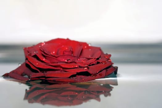 Reflection of roses