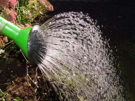 Watering plants