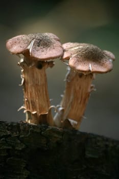 Two young Hallimasche on a tree stump