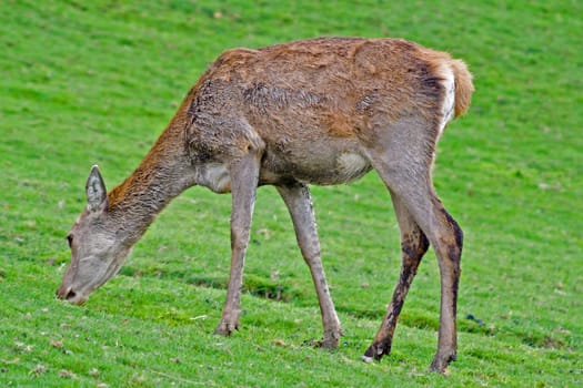 Hind