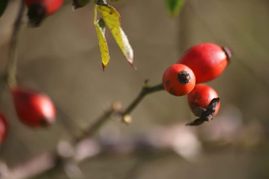 Haws