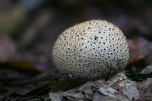 Potato bovist