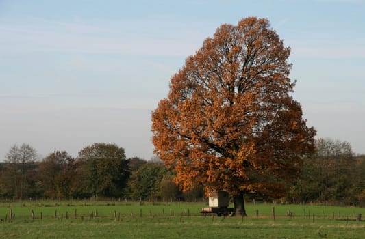 ... now I've discovered a new tree... I am a little bothered by the trailer underneath,but... I can't have it all...
