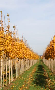 In rows and rows...