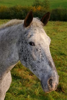 ... maybe someone else knows something about the breed ??? Appaloosa isn't I guess,is it?