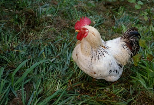 Proud rooster
