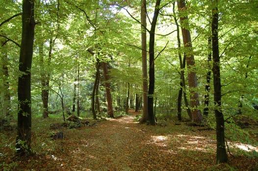 The run-off section