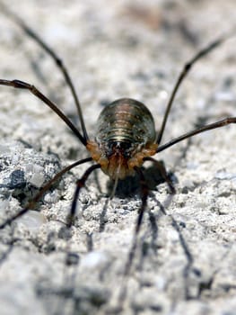 The weavers (Opiliones) belong to the jaw clawbearers and are an order of arachnids (Arachnida). About 4000 species are known worldwide,reaching body lengths of two to 22 millimeters. The weavers contain species that are green