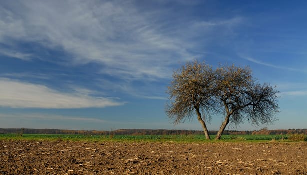 The apple tree