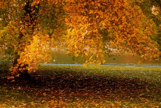 golden autumn