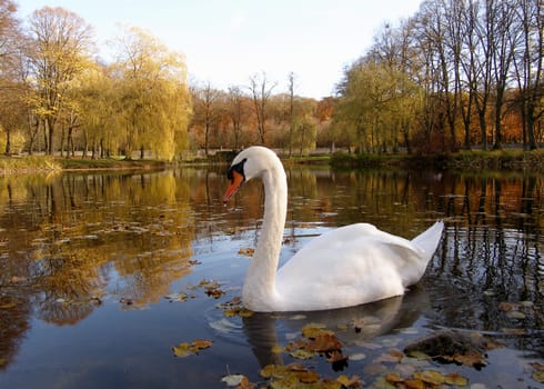 Swan in autumn