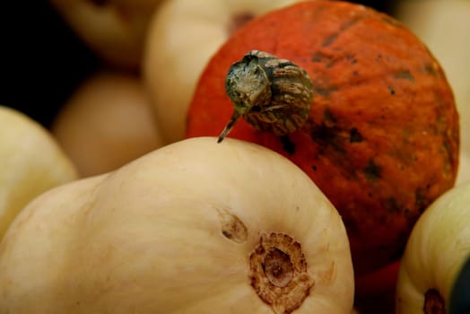 Gourds