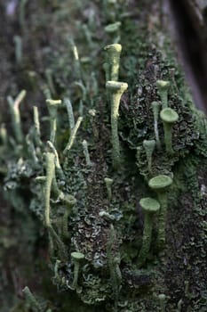 Cladonia fimbriata