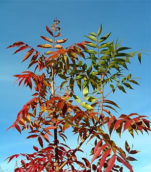 Autumn colour of the Chinese pistachio tree (Pistacia chinensis) from the plant family of the sumac family (Anacardiaceae)