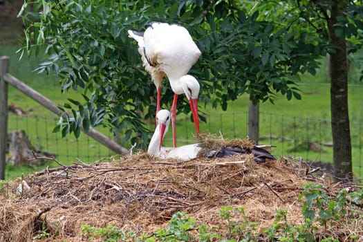 White stork couple at the nest
