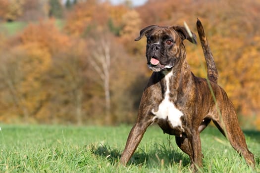 Purebred female boxer brown brindle in tense standing position in front of autumn forest
