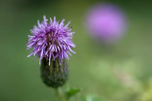 Flake flower