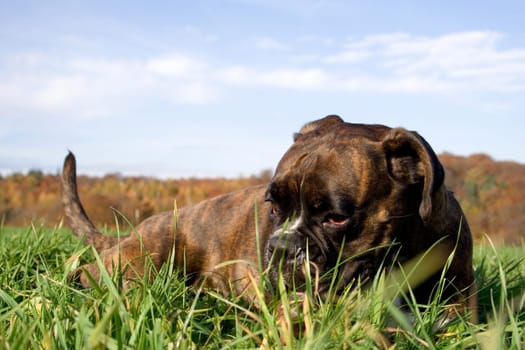 Autumn Fatigue II