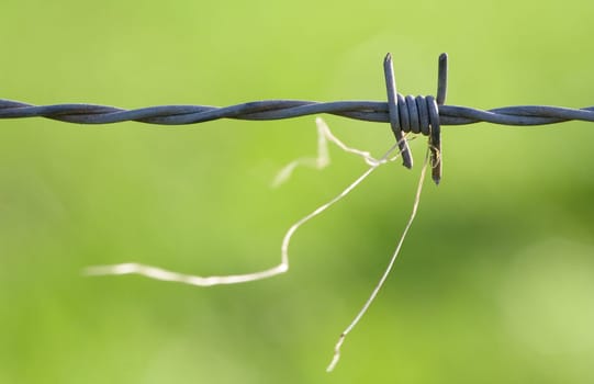 Straw held in the wind by barbed wire