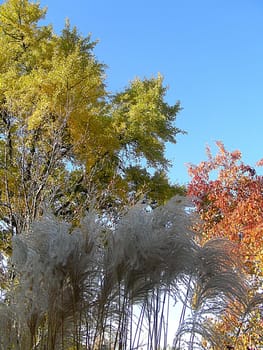 Taken in mid-November in the Hermannshof show and viewing garden (Weinheim). The Hermannshof,an approx. 2 hectare estate with a classicist manor house,looks back on a garden tradition that is over 200 years old. In the garden there are over 2500 perennials