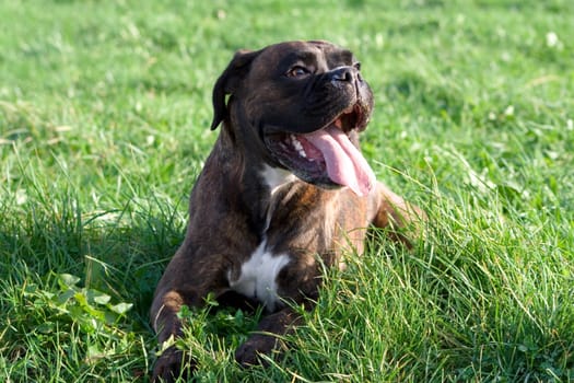 Purebred boxer lies in the grass,out of breath from a lot of previous play.