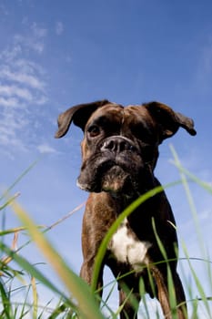 Boxer from a frog's eye view