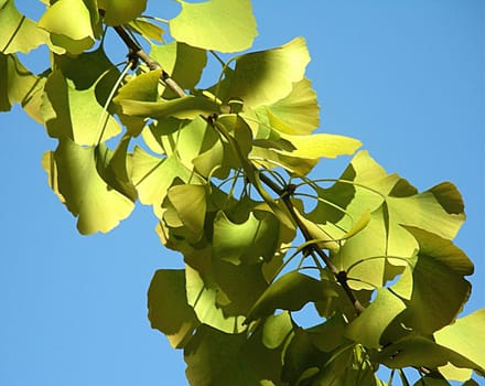 Ginkgo: Goethe tree / Fan leaf tree --- "This tree leaf coming from the east Entrusted to my garden, Gives secret meaning to taste As it edifies the knower."" --- In Chinese poetry and herbal literature,ginkgo is already very popular"