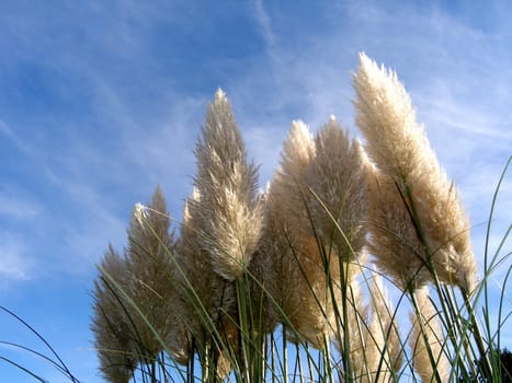 Ornamental grass