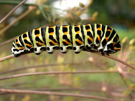 Caterpillar in autumn