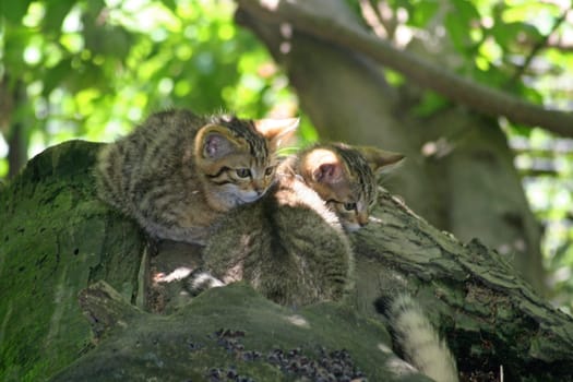 Wildcat Babies