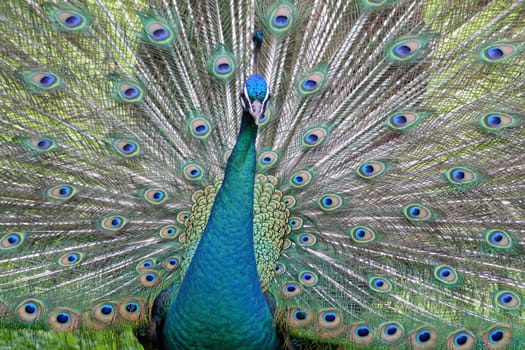 Blue peacock