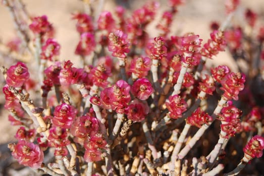 Taphruk shrub