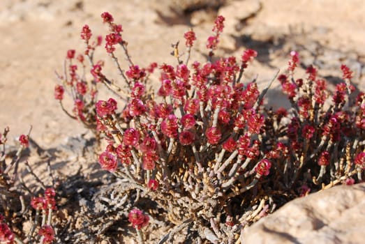 Taphruk shrub