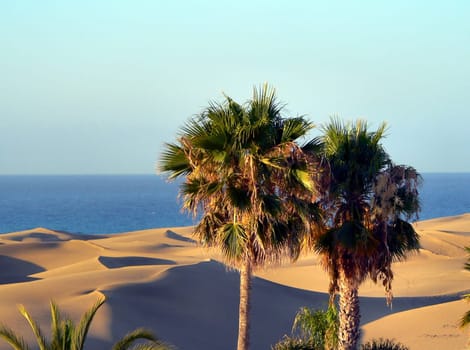 Like an oasis
