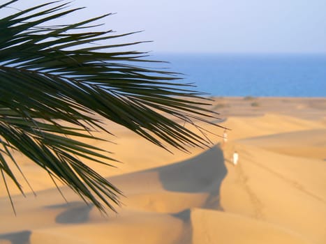 Behind palm trees...